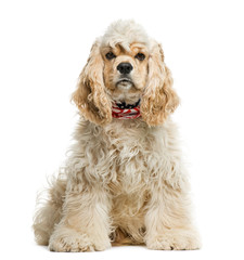 American cocker spaniel in front of white background