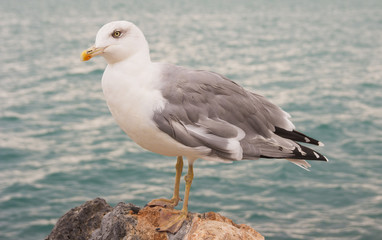 Foto di un gabbiano in posa su uno scoglio