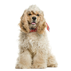 American cocker spaniel in front of white background