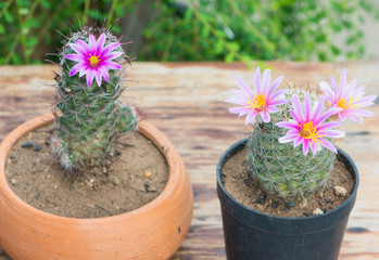 Cactus With Pink Flower in flower pot