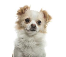 Chihuahua in front of white background