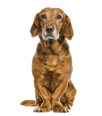 Crossbreed dog in front of white background