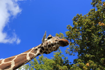 Giraffe