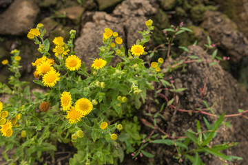 Yellow blooming common fleabane