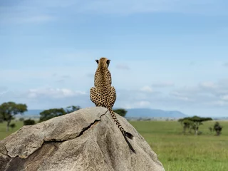 Gardinen Cheetah sitting on a rock and looking away, Serengeti, Tanzania © Eric Isselée