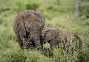 Naklejka na ściany i meble Young Elephants cuddling, Serengeti, Tanzania