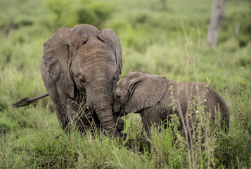 Naklejka na ściany i meble Young Elephants cuddling, Serengeti, Tanzania