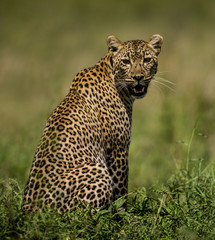 Leopard sitting, Serengeti, Tanzania