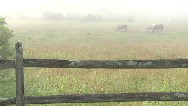 Looking over a split rail fence to horses on a foggy meadow