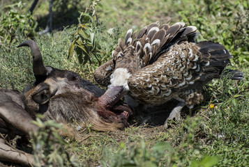 Ruppells Vulture eating, Serengeti, Tanzania