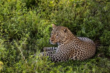 Leopard lying, Serengeti, Tanzania