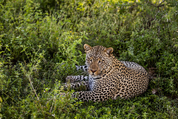 Leopard lying, Serengeti, Tanzania