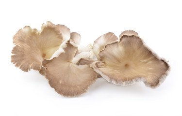 oyster mushroom on white background