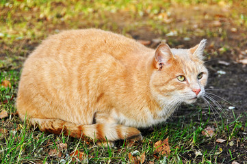 cat on the autumn background