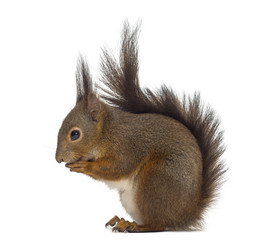 Red squirrel in front of a white background