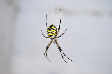 Ragno Tigre o Ragno Vespa