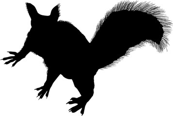 black squirrel with furry tail on white