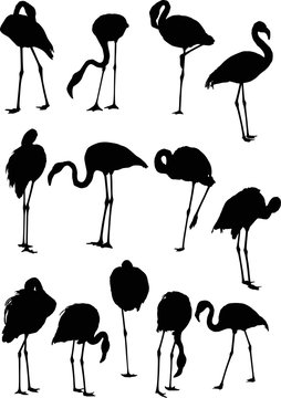 set of thirteen flamingo silhouettes isolated on white