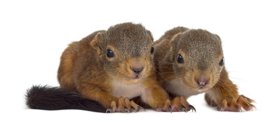 Two Red squirrel babies in front of a white background