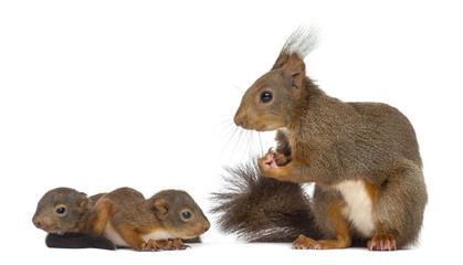 Mother Red squirrel and babies in front of a white background © Eric Isselée
