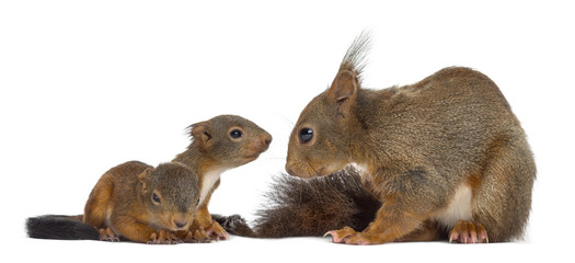 Mother Red squirrel and babies in front of a white background