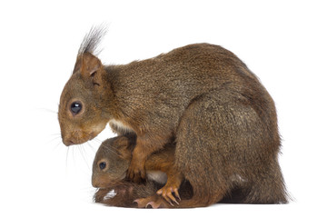 Mother Red squirrel and babies in front of a white background