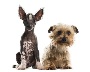 Chinese crested dog puppy and yorkshire terrier sitting