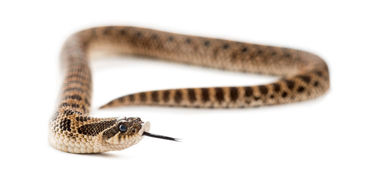 Western Hog-nosed Snake