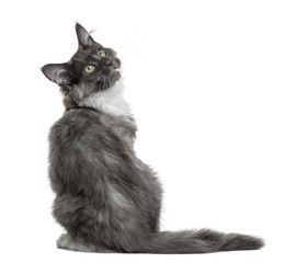 Maine Coon kitten (4 months old) sitting