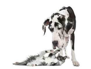 Maine coon kitten playing with a harlequin Great Dane (4 years) - obrazy, fototapety, plakaty