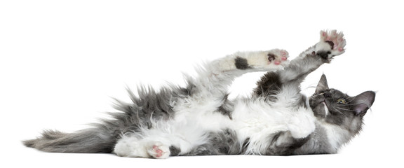 Maine Coon kitten (4 months old) lying and playing