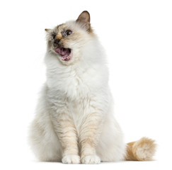 Birman (4 years old) sitting in front of a white background