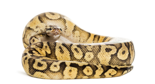 Royal python, python regius