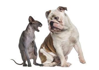 Obraz premium Sphynx hissing at an English Bulldog sitting