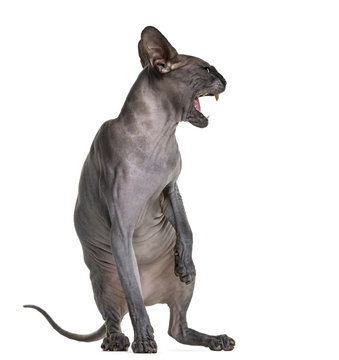 Sphynx (2 years old) hissing in front of a white background