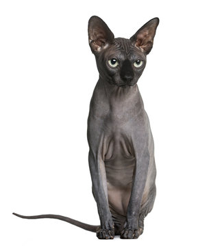 Sphynx (2 years old) in front of a white background