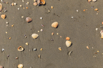 Fototapeta na wymiar Beach sand with shells