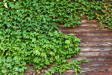 Fototapeta na wymiar Green creeper over the wooden plank