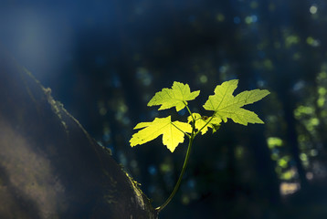 Lichtstrahl im Wald