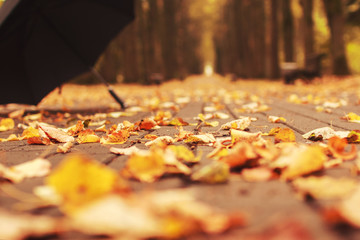 umbrella with an autumn leaf in the alley in the park
