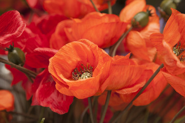 Red Material Poppies Flowers
