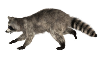 Obraz premium Raccoon