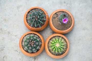 Obraz na płótnie Canvas Cactus With Pink Flower in flower pot