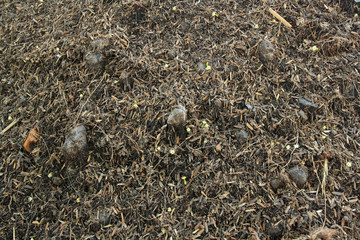 soil in garden with dry grass