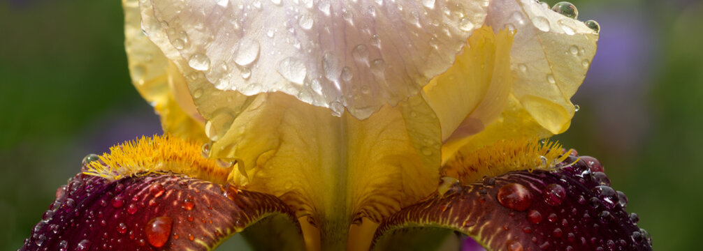 closeup yelow maroon iris with water drops in the garden after rain