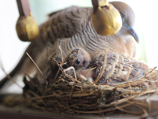 close up eye of flapper bird, selective focus the eye