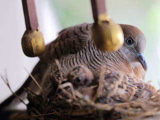 close up eye of mother Bird, selective focus the eye