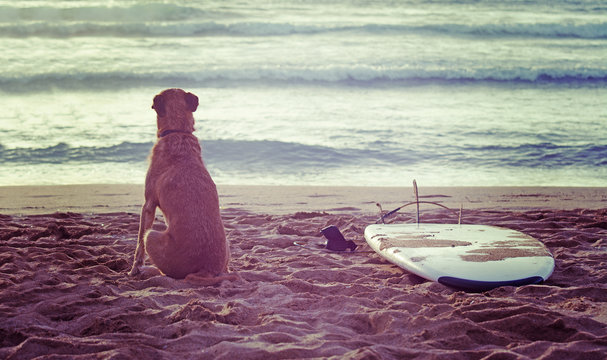 Dog And Surfboard At Sunset