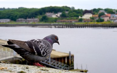 Pigeon by the river, Berwick-upon-Tweed, Northumberland, England