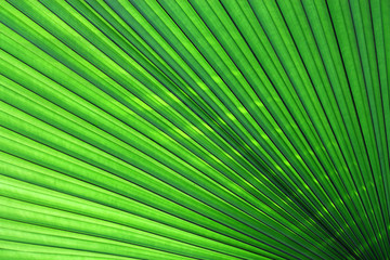Texture of Green palm Leaf